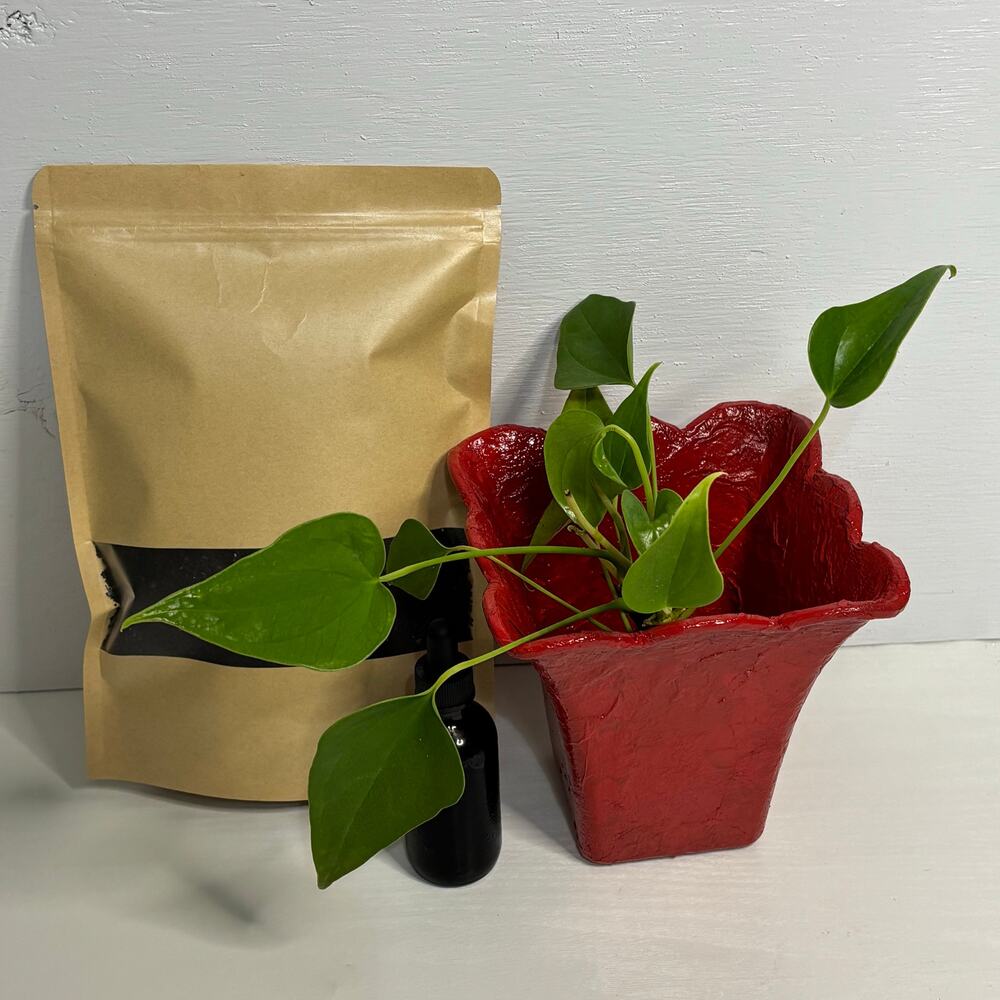 Anthurium Grow Kit Red Planted w/ Plant Elixir & Natural Vermicompost